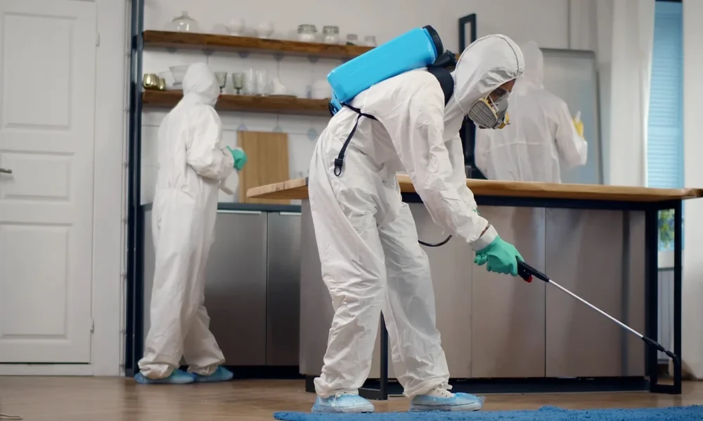 5 Things Your Real Estate Agent Won’t Tell You About Termite Reports, From Zip Zap Pest